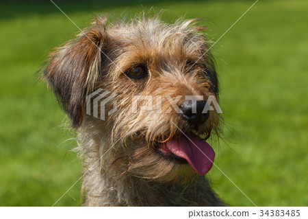 mixed spaniel dogs spaniel mixed spaniel dogs spaniel 34383485