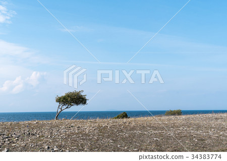 Windswept tree and bushes by a coastline 34383774