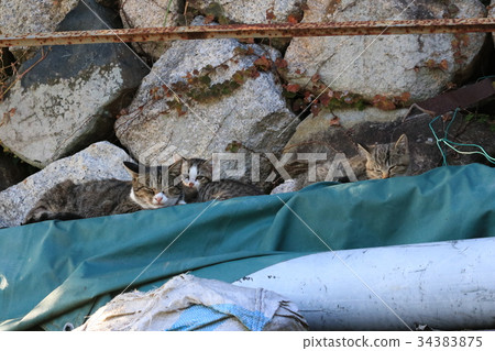 Parents and sisters of three pheasant cats sleeping in front of Ishigaki Kitten looking at camera 34383875