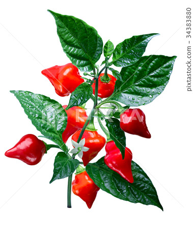 Chupetinho Biquinho Capsicum chinense, paths 34383880
