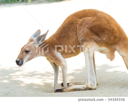 Red kangaroo Red kangaroo 34384356