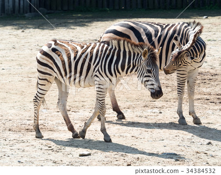 Grant Zebra Grant Zebra 34384532