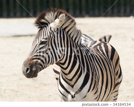 格蘭特斑馬 格蘭特斑馬 34384534