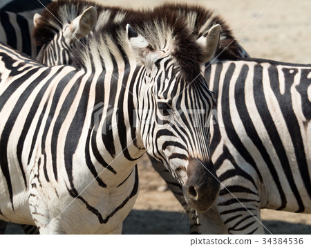 Grant Zebra 34384536