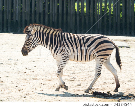 Grant Zebra Grant Zebra 34384544