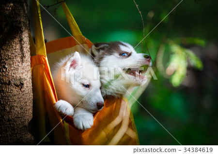 Puppies in a handbag Puppies in a handbag 34384619