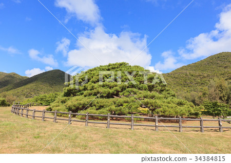 Inhirahiramatsu Itayaya島 34384815