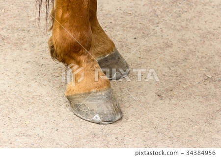 Metal horseshoe on the hooves of a young brown Metal horseshoe on the hooves of a young brown 34384956