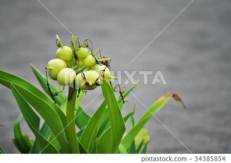 Fruit of Hamayu Fruit of Hamayu 34385854