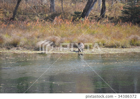 Sika deer (Oku Nikko / Senjogahara / Nikko City Tochigi Prefecture) 34386372