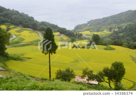 Iwakuni Shoryu Tanada (Sawa City, Niigata Prefecture) 34386374