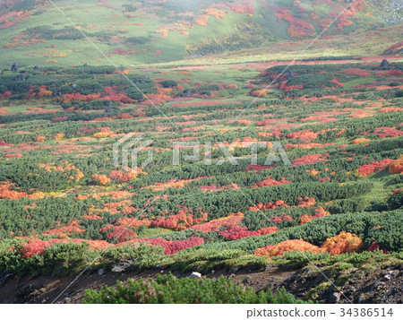 Asahidake 34386514