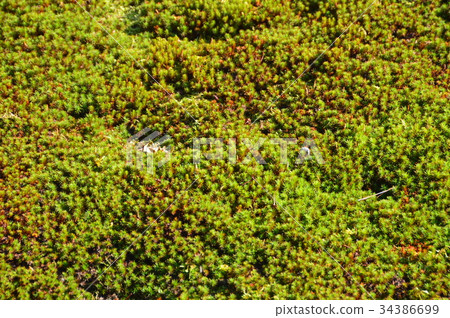 葵(Kenrokuen / Ishikawa Prefecture Kanazawa City) 葵(Kenrokuen / Ishikawa Prefecture Kanazawa City) 34386699