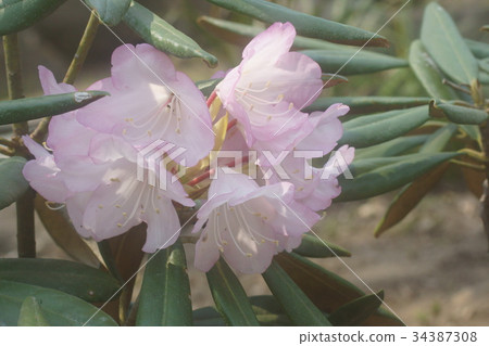 Rhododendron 34387308