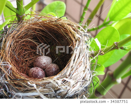 Island nest Island nest 34387751