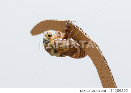 熊研討會2/9的出現 34389265