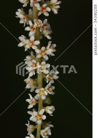 Nature plant Nurude, a female flower. We will be in full bloom at the end of summer Nature plant Nurude, a female flower. We will be in full bloom at the end of summer 34390289