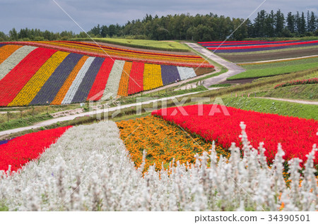 北海道美瑛町四季彩之丘展望台花田 照片素材 圖片 圖庫