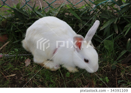 吃草的兔子 吃草的兔子 34391109