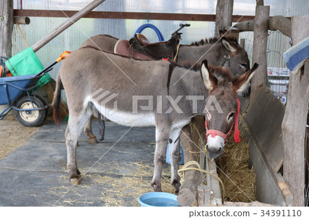 驢在休息 驢在休息 34391110