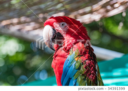 綠翅金剛鸚鵡1 綠翅金剛鸚鵡1 34391399