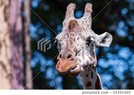 Giraffe  34391405