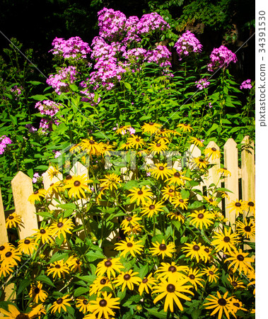 Flowers surround a yellow picket fence 34391530