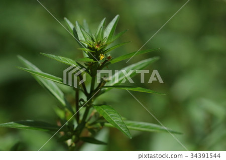 Nature plant Chow Zitade, aka "Tagobo". Do you notice existence until you fall in autumn? Nature plant Chow Zitade, aka "Tagobo". Do you notice existence until you fall in autumn? 34391544