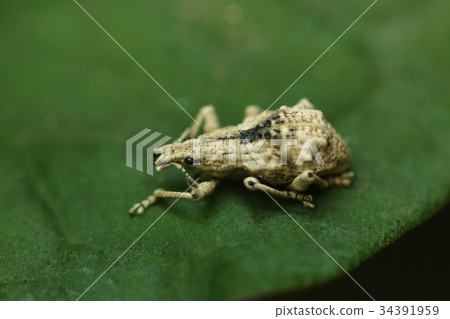 生物昆蟲象鼻蟲，哭泣的身體和緩慢的身體。一個可以看作接近厘米的怪物？ 34391959