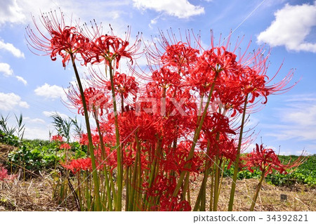 Higanbana that shines in the blue sky 34392821