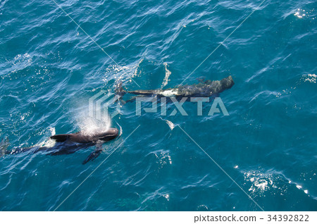Long-finned Pilot Whales 34392822