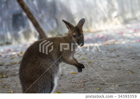 Young Kangaroo in park 34393359