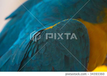 feather of Macaw, bird parrot 34393360