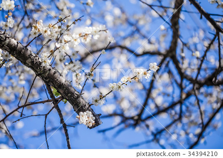 Plum blossoms Plum blossoms 34394210