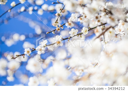 Plum blossoms Plum blossoms 34394212
