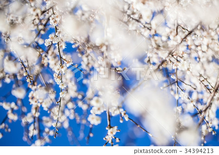 Plum blossoms 34394213