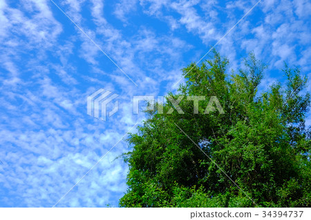 Green tree on the blue sky background Green tree on the blue sky background 34394737