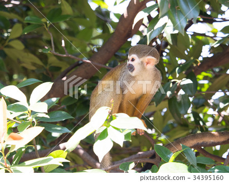 Common squirrel monkey 34395160