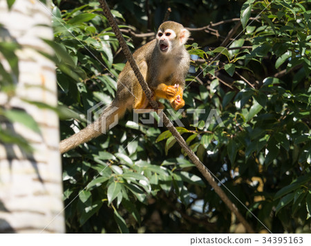 Common squirrel monkey 34395163