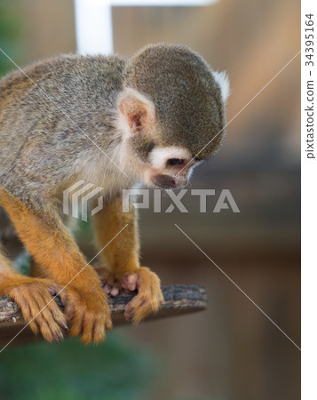 Common squirrel monkey 34395164