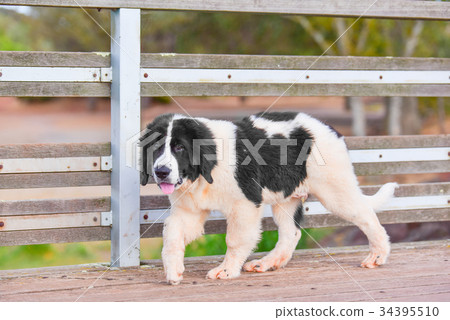 landseer dog landseer dog 34395510