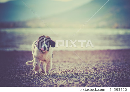 landseer dog landseer dog 34395520