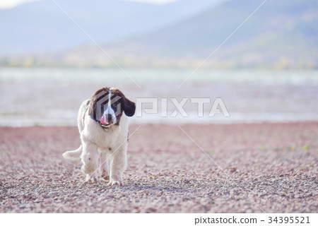 landseer dog landseer dog 34395521