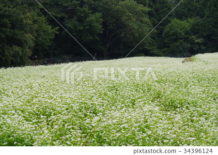 Soba flower 34396124