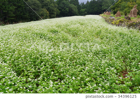 Soba flower Soba flower 34396125