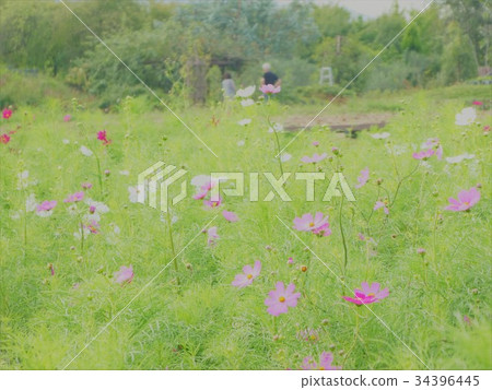 Cosmos field Cosmos field 34396445