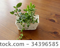 Basket planting of succulent plants 34396585