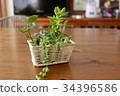 Basket planting of succulent plants 34396586