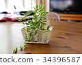 Basket planting of succulent plants 34396587