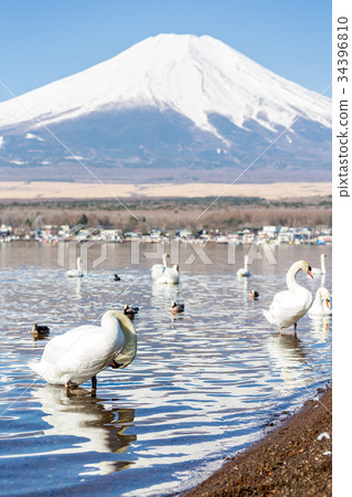 Mountain Fuji from lake yamanakako clear sky day Mountain Fuji from lake yamanakako clear sky day 34396810